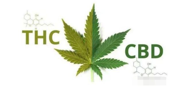 rotovap cannabis